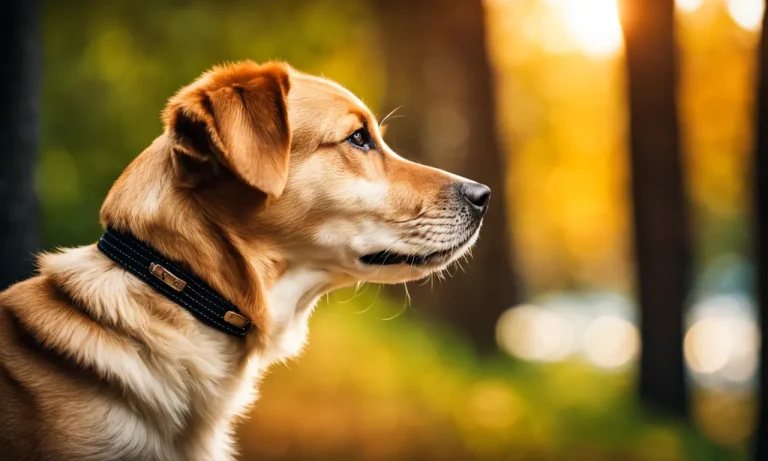 Best Collar For Dogs With Sensitive Skin (2024 Update)