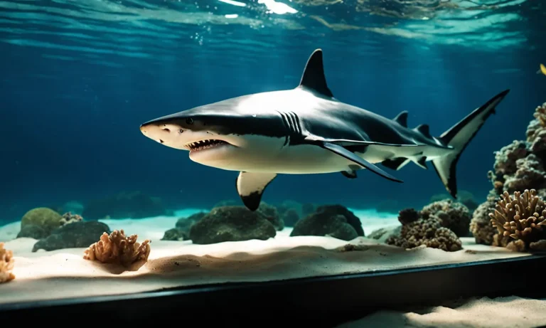 Best Saltwater Sharks For Home Aquarium (2024 Update)