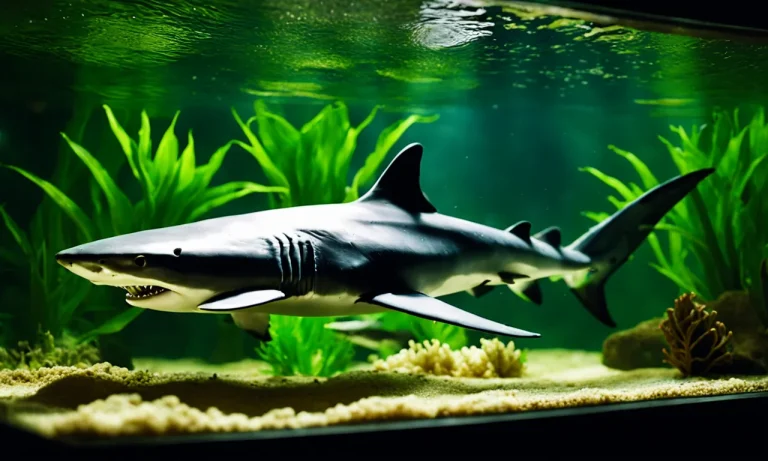 Best Sharks For Home Aquarium (2024 Update)
